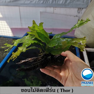 ขอนไม้ติดเฟิร์นธอร์ (Thor) (ต้นไม้น้ำ) ***กรุณาอ่านรายละเอียดก่อนสั่งซื้อ***