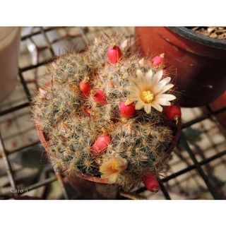 🔥🌵แมมเม็ดพริกหนามแดง🌵เลี้ยงง่าย ทนโรค 🌸แตกแขนงเก่ง ☀️#Mammillaria Prolifera🌸☀️💕