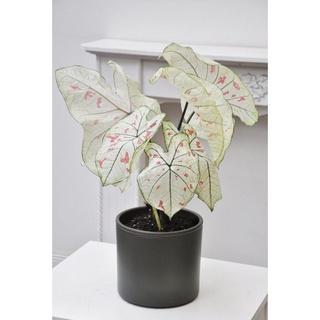 Caladium Strawberry star บอนสตอเบอร์รี่ สตาร์ ขาว ชมพู สุดน่ารัก 🌷 ในกระถาง 3 นิ้ว (มีใบเเท้ 3ใบ ขึ้นไป