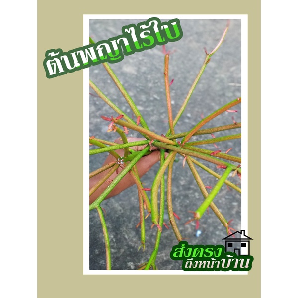 ต้นพญาไร้ใบ ต้นพญาไร้ใบญี่ปุ่น ต้นพญาไร้ใบทอง ต้นสีแดง Euphorbia Firestick (กิ่งตัดสด ปักชำง่าย 1 ชุด = 3 กิ่ง) - รูปที่ 5