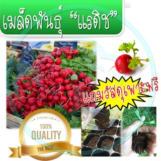 🔥ลดทันที30฿ โค้ดINC6LEL6🔥เมล็ดพันธุ์ เรดิชสีแดง เชอรี่เบล ฟรีวัสดุเพาะพีชมอส และถาดหลุมเพาะ เมล็ดนำเข้า อัตราการงอกดี ปร