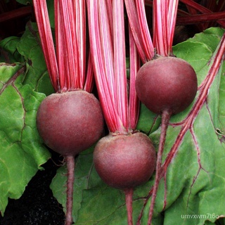 RED BEET SEEDS (105เมล็ด)-Dark Red Beetsพาสต้า/กระโปรง/ผู้ชาย/กุหลาบ/ผักกาดหอม/เด็ก/บ้านและสวน/เมล็ด/แม่และเด็ก/สร้อยข้อ