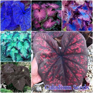 100 แคปซูลต่อแพ็ค บอนสี Caladium Seeds ต้นไม้ ต้นไม้มงคล ต้นไม้ฟอกอากาศ เมล็ดดอกไม้ ต้นไม้ประดับ เมล็ดพันธุ์ บอนสี