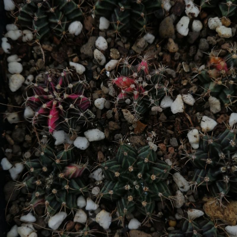 ยิมโนคาไล​เซียม​ ด่าง ยิมโนคาไลเซียม (Gymnocalycium)​Cactus​ ไม้เมล็ด​