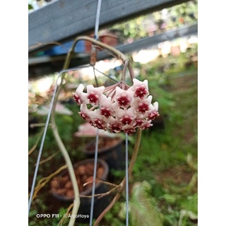 hoya obovata variegata มีช่อดอก โฮย่า ออบโอวาต้า ด่าง กระถาง 4 นิ้ว