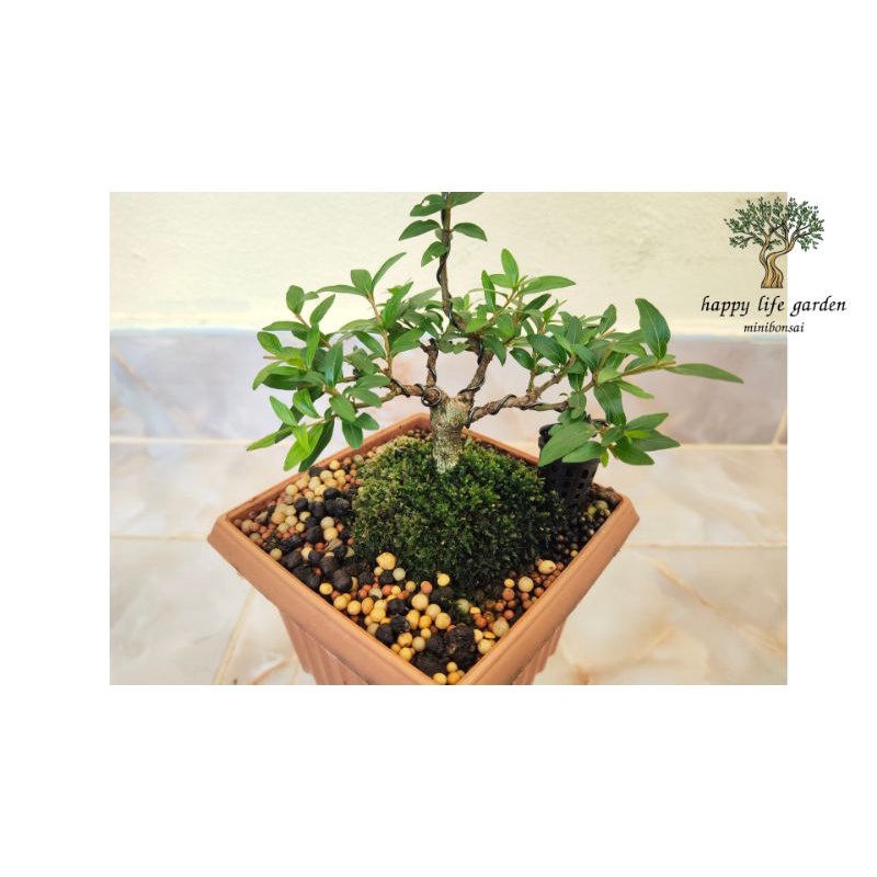 ต้นบ๊วยน้ำแคระ บอนไซต้นบ๊วยน้ำ🪴บอนไซ 🪴ต้นไม้จิ๋ว 🪴วัตถุดิบบอนไซ bonsai