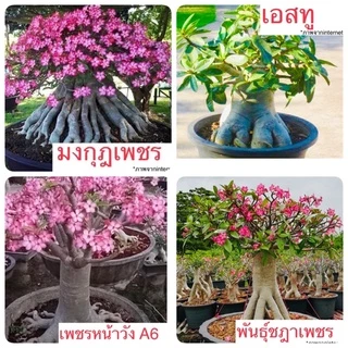 เมล็ดชวนชม ชวนชม เมล็ดดอกไม้ พันธุ์ยอดนิยม ราชินีพันดอก บางคล้า เขาหินซ้อน ฯลฯ เปอร์เซ็นการขึ้นดีมาก เพาะง่าย ไม้มงคล