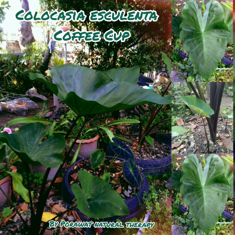 Colocasia esculenta Coffee Cups