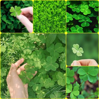 เมล็ดพันธุ์ต้นlucky ใบไม้นำโชค Clover Seeds #FL10
