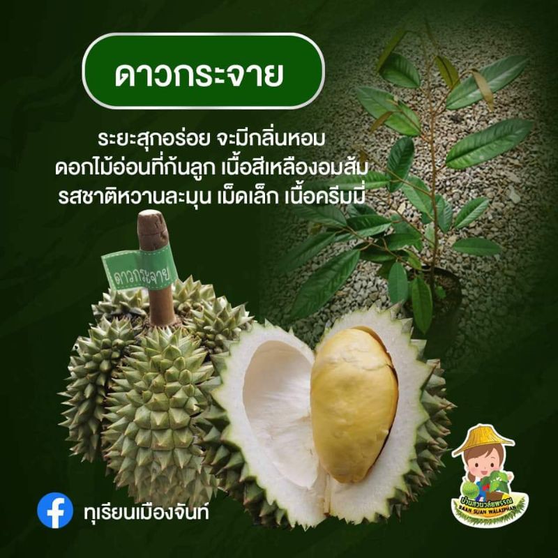 ต้นทุเรียนสายพันธุ์​ดาวกระจาย​