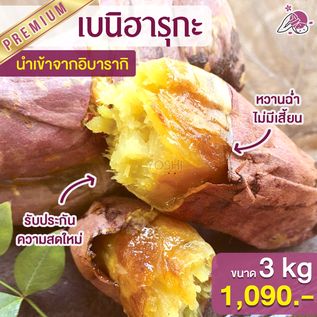 ส่งฟรีมันหวานญี่ปุ่น เบนิฮารุกะ 3kg มันหวานญี่ปุ่นนำเข้า มันหวานญี่ปุ่นเบนนิฮารุกะ ปลูกที่ญี่ปุ่น 100%