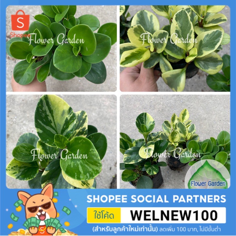 F278 ต้นเปเปอร์หยก Peperomia Variegated Plant ธูปมงคล ใบเขียว/ใบด่าง #ไม้ฟอกอากาศ #ไม้มงคล