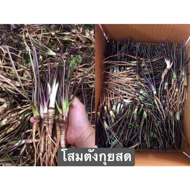 โสมตังกุยสดๆ เครื่องยาจีนรักษาโรค อ่านรายละเอียดก่อนสั่งซื้อ