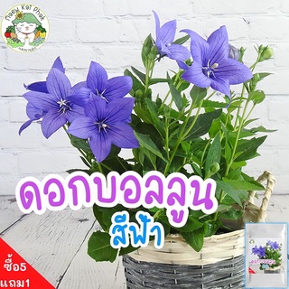 เมล็ดพันธุ์ ดอกบอลลูน สีฟ้า Blue Balloon Flower 90 เมล็ด เมล็ดพันธุ์แท้ นำเข้าจากต่างประเทศ ดอกไม้ ดอกบอลลูน ปลูกง่าย ดี