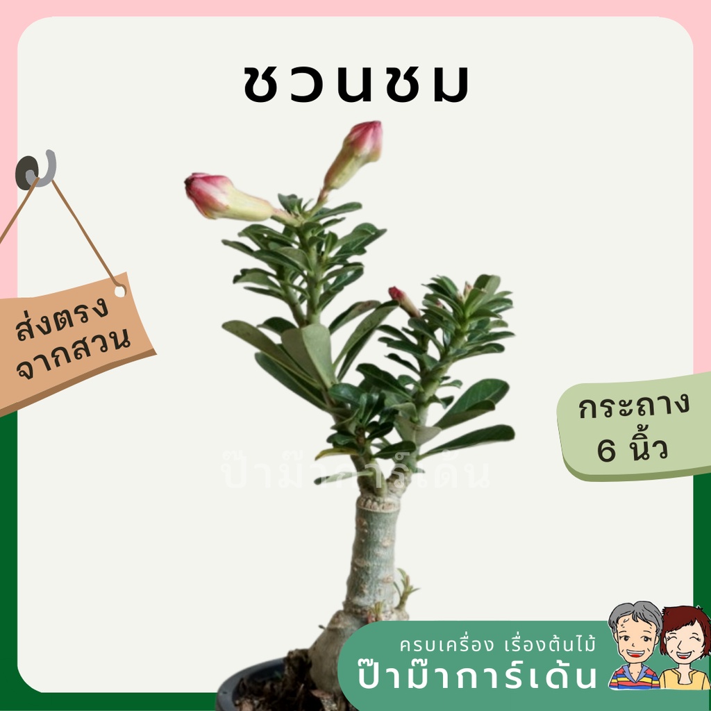 มุมมอง 4