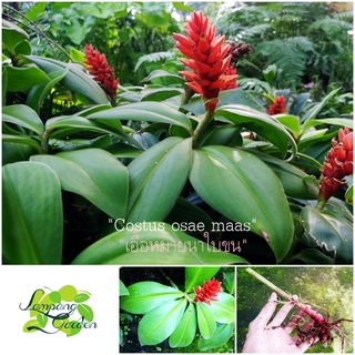 👑ต้นเอื้องหมายนาใบขน costus osae maas พันธุ์ต่างประเทศ  ส่งล้างรากตัดใบ ออกดอกตลอดปี  ไม้กระถาง 👑