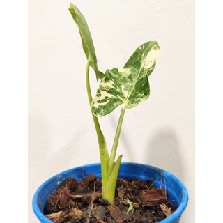 มีประกัน ส่งไว แบบห่อตุ้มหน่อต้นบอนกระดาษด่างลายสวย Alocasia macrorrhizos cv. Variegata  สวยๆ ส่งแบบห่อตุ้ม ปลอดภัยแน่นอ