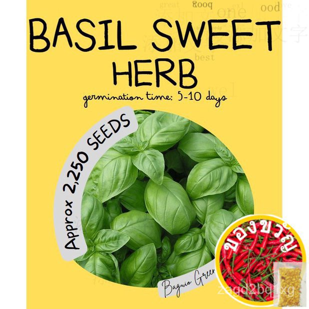 BASIL Sweet Genovese (Approx 2,250เมล็ด) กระโปรง/ผักกาดหอม/พาสต้า/มะละกอ/ดอกไม้/สร้อยข้อมือ/ผักชี/เด็ก/คื่นฉ่าย/แอปเปิ้ล