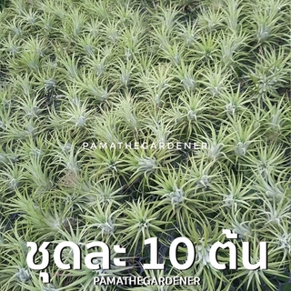 ทิลแลนเซียเป็นชุด 10 ต้น *ปกติใบเป็นสีเขียว