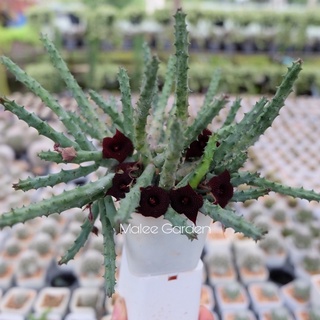 Huernia Pendurata ดอกสีแดงเลือดหมู