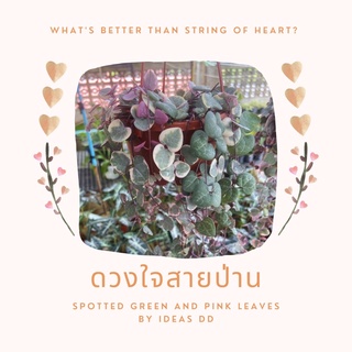 ดวงใจสายป่าน ด่างชมพู/เขียว  String of heart สินค้าเพิ่งลงน้องสวยและยาวมากตามภาพหลังๆเลยค่ะ