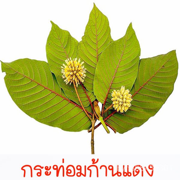 My Image 42