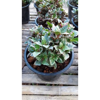 ต้นเกล็ดทับทิม Calico plant ไม้มงคล ไม้ประดับนำโชค กระถางขนาด 5 " จำนวน 1 ต้น