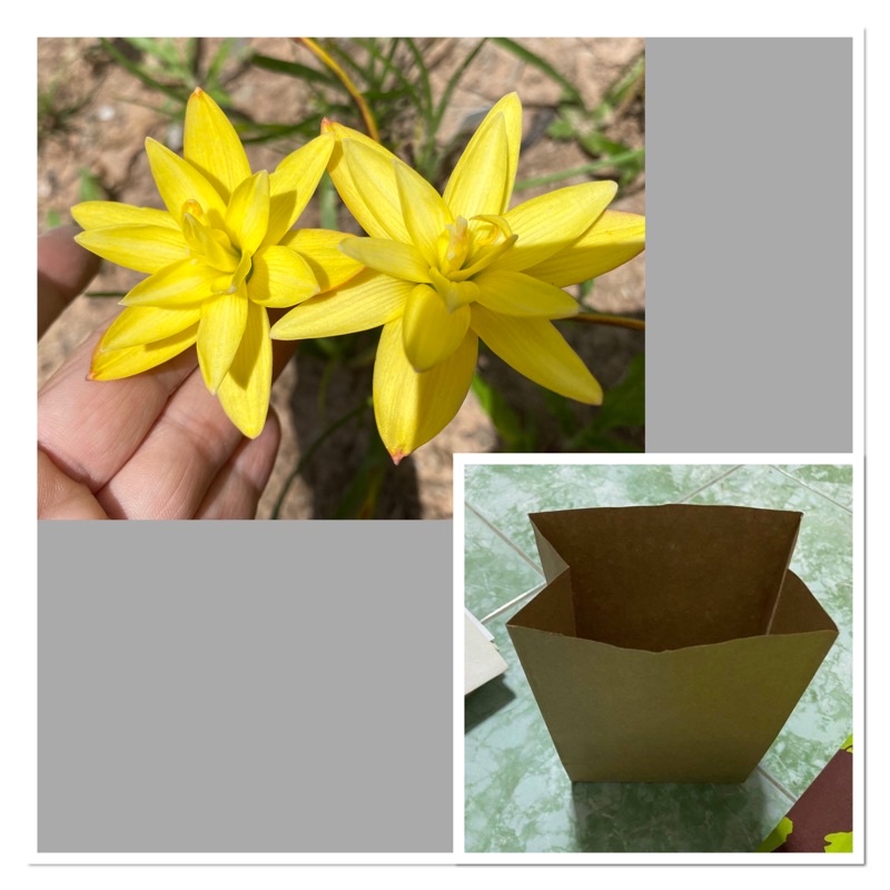 238ถ.หัวดอกบัวดิน Lemon Quartz หัวละ 20บาท