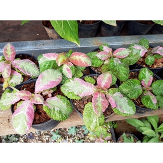 Episcia Picasso Pink ด่าง 3 สี