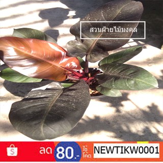 กุมารดำเรียกทรัพย์ หรือ แบล็คคาดินัลใบดำกระถาง