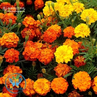 เมล็ดดาวเรืองฝรั่งเศส 200 เมล็ด French Marigold เมล็ดนำเข้า