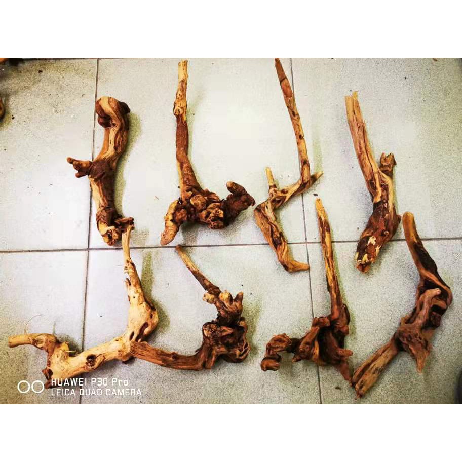 ไม้กุหลาบ ไม้น้ํา Aquascape