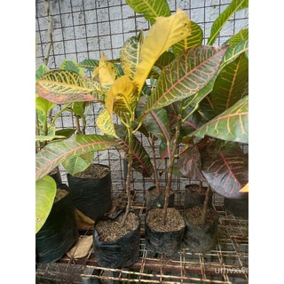 Croton Plant (Petra)鲜花/内裤/向日葵/文胸/男装/种子/手链/园艺/花园/芹菜//กุหลาบ XF44