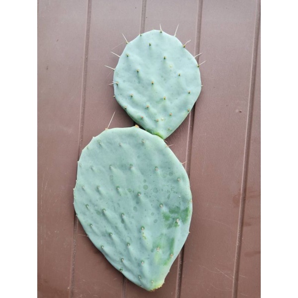 Opuntia Robusta Giant ตามรูป