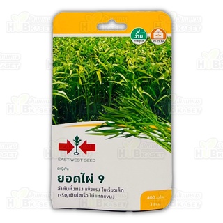 🌱 ศรแดง 🇹🇭 ผักบุ้งจีน ยอดไผ่ 9 ขนาดบรรจุประมาณ 400 เมล็ด อายุเก็บเกี่ยว 20-25 วัน