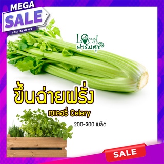 ขึ้นฉ่ายฝรั่ง เซเลอรี่ Celery  🥬 ขึ่นฉ่าย 200 เมล็ด เมล็ดคุณภาพเกรดเอ อัตราการงอกสูง