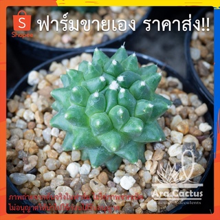 สวนขายเอง! แมมปุยหิมะ อิรุซามุ Mammillaria erusamu ไซส์กระถาง 2 นิ้ว แคคตัส แคนตัส กระบองเพชร ตะบองเพชร ต้นไม้ประดับ