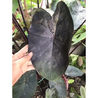 👉 Colocasia Black Sapphire Gecko  ไม้หายาก มีจำนวนน้อย