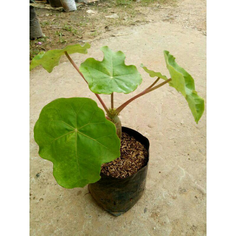 ต้นหนุมานนั่งแท่น (Jatropha podagrica)