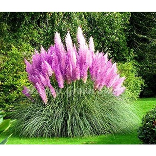 100 เมล็ดหญ้า หญ้าภูเขา หญ้าแพมพัส Pampas grass แปมปัส นำเข้าจาก USA อัตราการงอก 80-85%