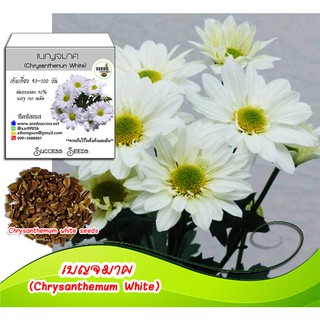 เมล็ดดอกเบญจมาศสีขาว (Chrysanthemum White) 150 เมล็ด เมล็ดพันธุ์ดอกเบญจมาศสีขาว กลีบไม่ซ้อน ปลูกดอกเบญจมาศ ปลูกดอกไม้