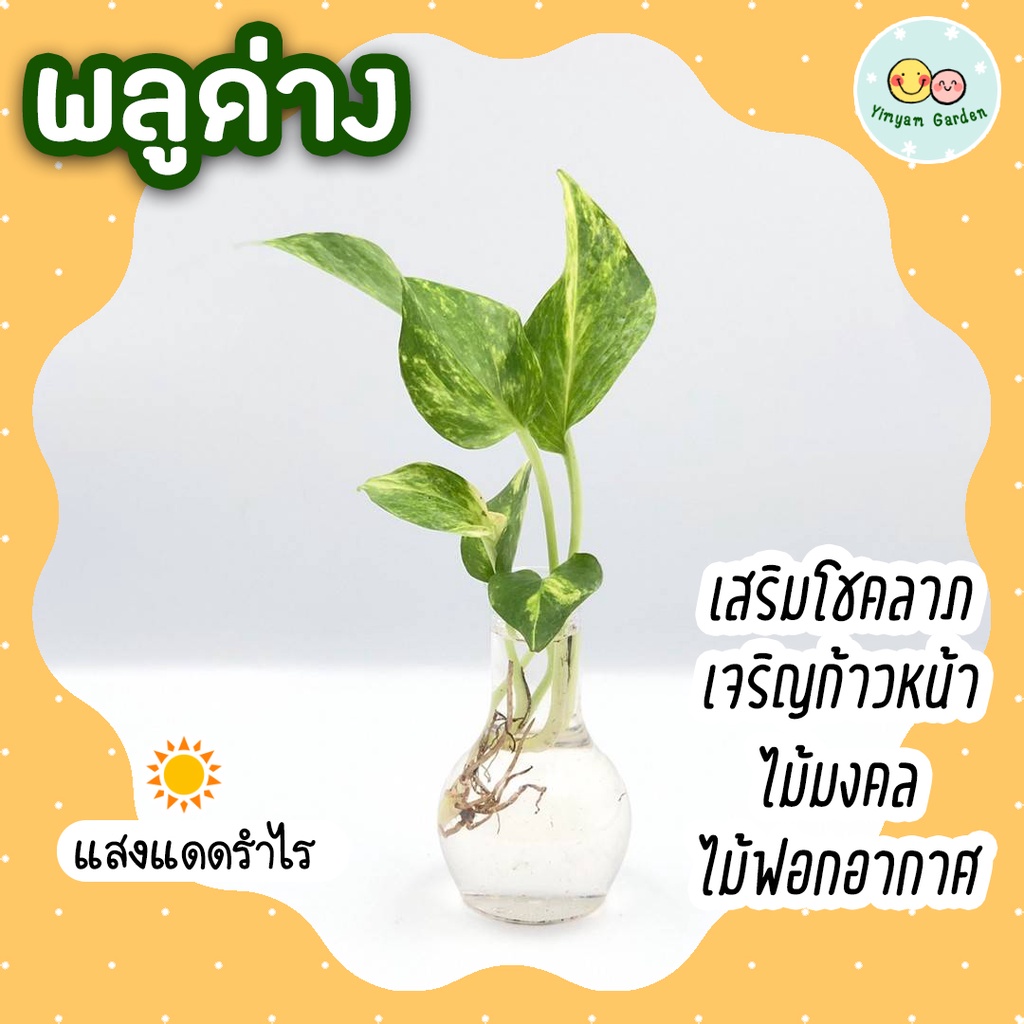 ❤ โปร 2.2❤ (3 กิ่งลด 5.-) พลูด่างทอง ไม้มงคล เสริมโชคลาภ เจริญก้าวหน้า ปลูกน้ำ ฟอกอากาศ