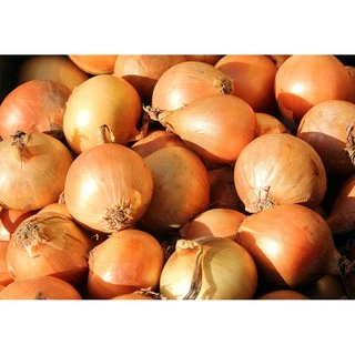 หอมใหญ่ สด ๆ แต่งสวย (Onion หัวหอมใหญ่ หอมหัวใหญ่)