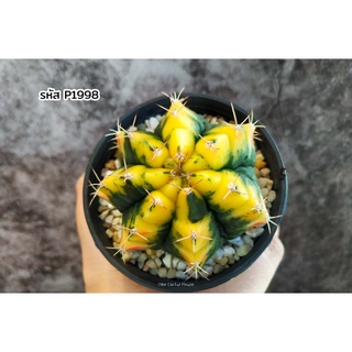 ยิมโนคาไลเซียมด่าง พูแทรก (Gymnocalycium mihanovichii variegated fukuryu)