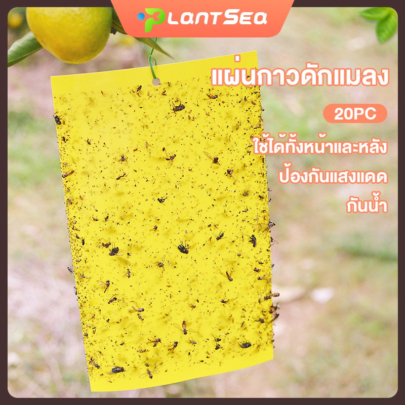 แผ่นกาวดักแมลง มีให้เลือกหลายขนาด แพ็คละ 12/20 ​แผ่น กาวทนแดดฝนรุ่นพิเศษ  ไม่ต้องใช้เคมี
