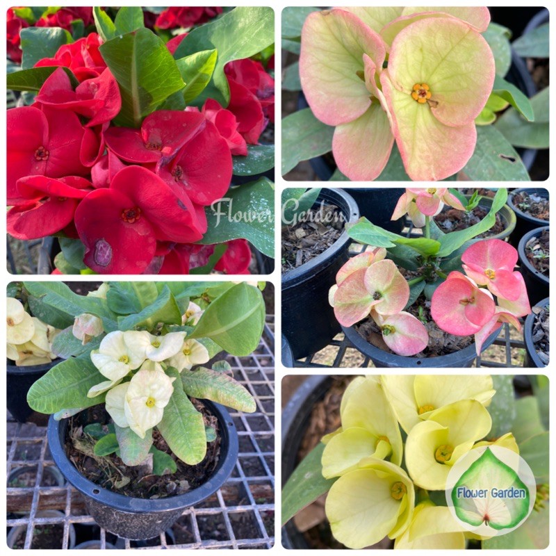 F62 โป๊ยเซียน ดอกใหญ่ พันธุ์ใหม่ Euphorbia Milii 🧧ไม้มงคลกระถาง 6 นิ้ว #ไม้มงคล #ไม้ประดับ #ดอกไม้ #ต้นไม้