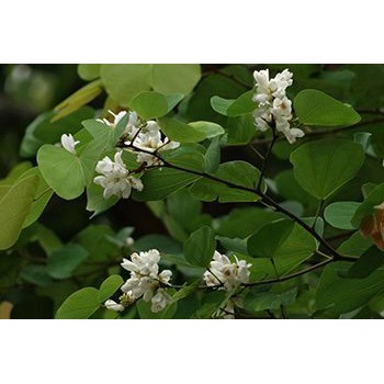 เมล็ดพันธุ์ เสี้ยวป่า  ไม้ประดับ ออกดอกดกดีมาก ดอกมีสีขาวและมีกลิ่นหอมอ่อน ๆ  ซองละ 25 บาท มีประมาณ 18-20เมล็ด