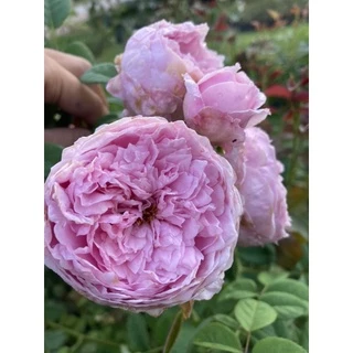 กุหลาบเลื้อยสปิริตออฟฟรีดอม ถุงละ 150 บาท ส่งยกต้นพร้อมดอกจ้า🌹🌱🎉