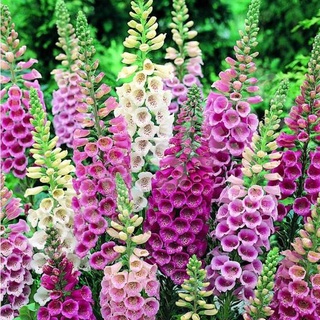 เมล็ดพันธุ์ ดอกฟ๊อกเลิฟ ดิจิทาลิส digitalis purpurea foxglove excelsior 1000 เมล็ด เมล็ดพันธุ์นำเข้าจาก อังกฤษ