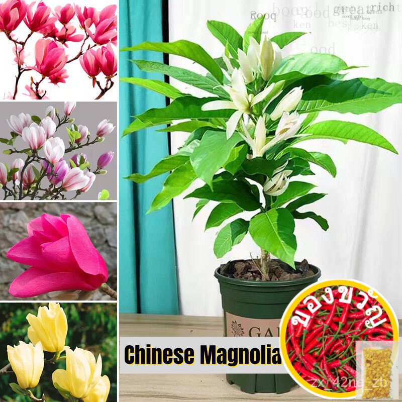 [Berbau Wangi] น้ำหอมพรีเมี่ยมจีนแมกโนเลียเมล็ด (30-40เมล็ด) แคระกระถางดอกไม้พืชเมล็ดกล้วยไม้ใช้ในการปลูกไม้ดอกเมล็ดพืชใ